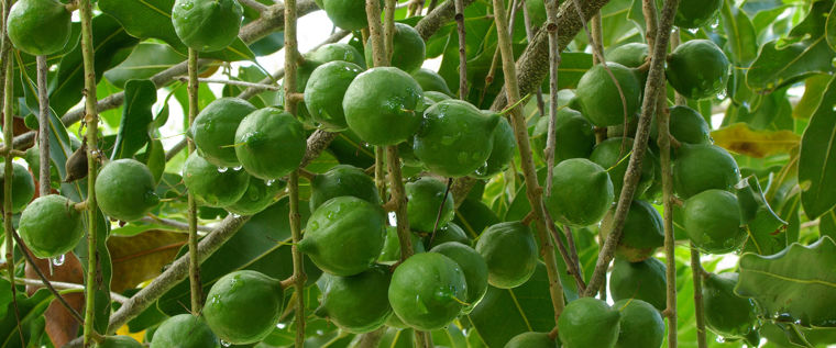 Example of fruit grown on an urban farm