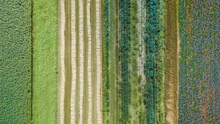 Aerial view of a field growing food