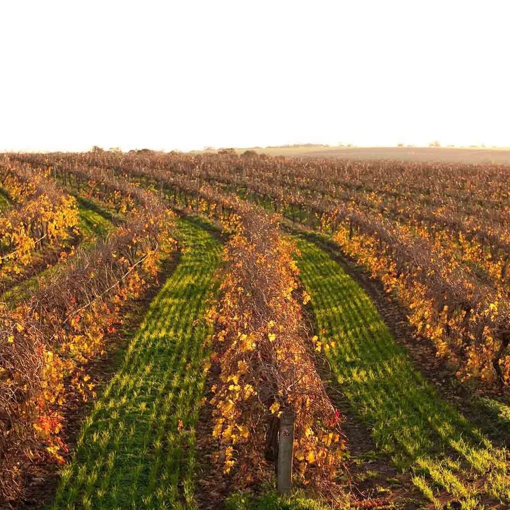 Vineyard in Australia