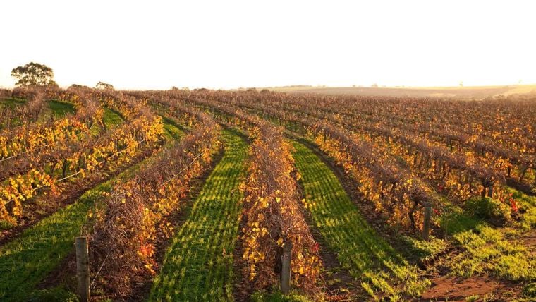 Vineyard in Australia