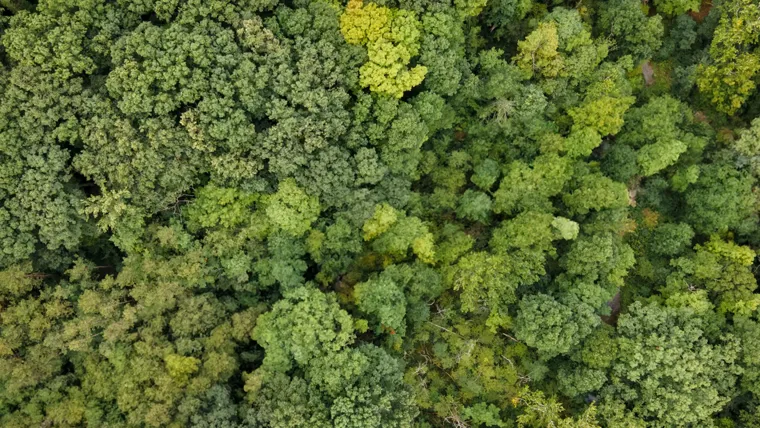 Aerial view of trees