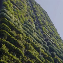 Building covered in plants