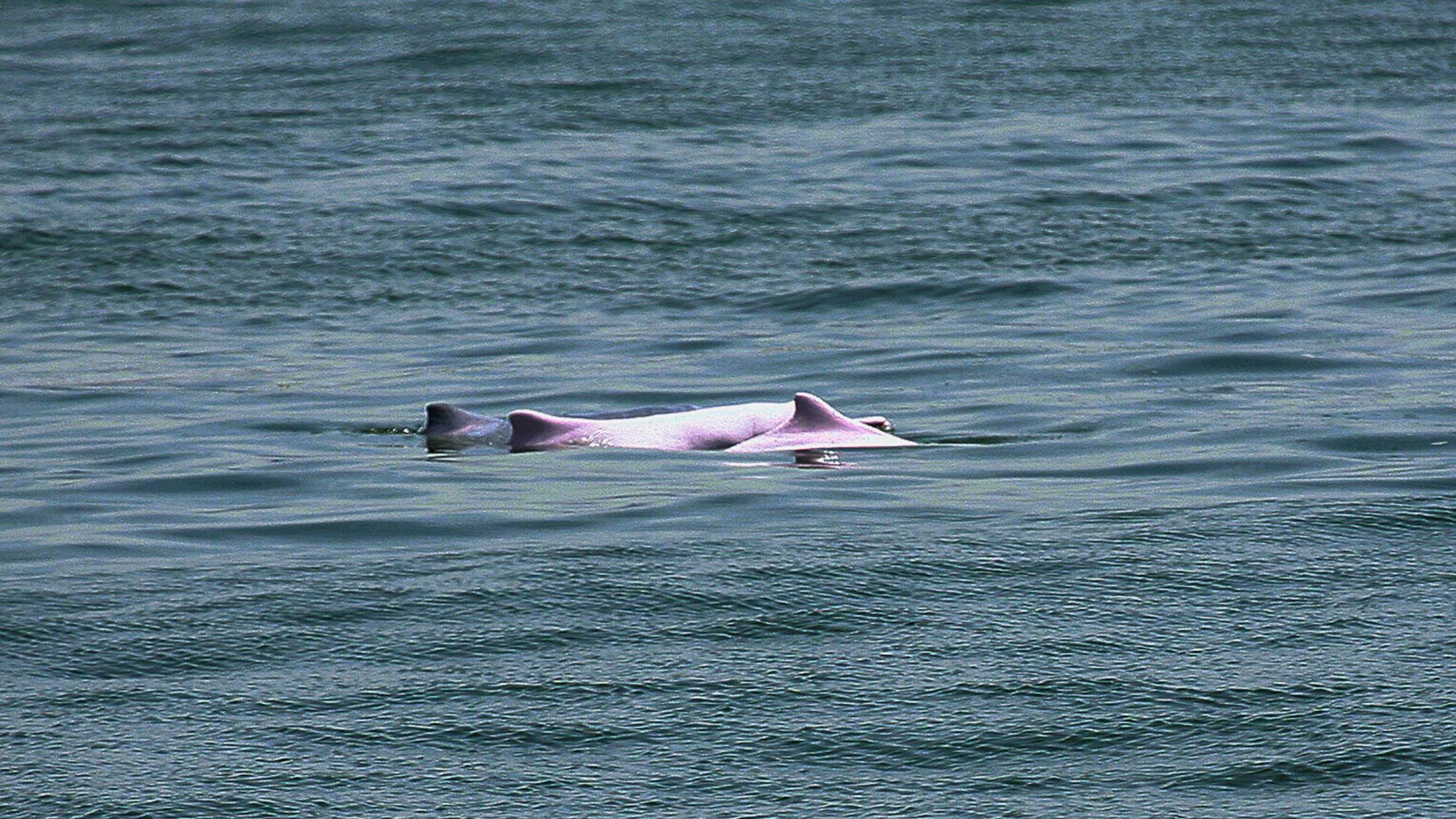 Chinese white dolphin